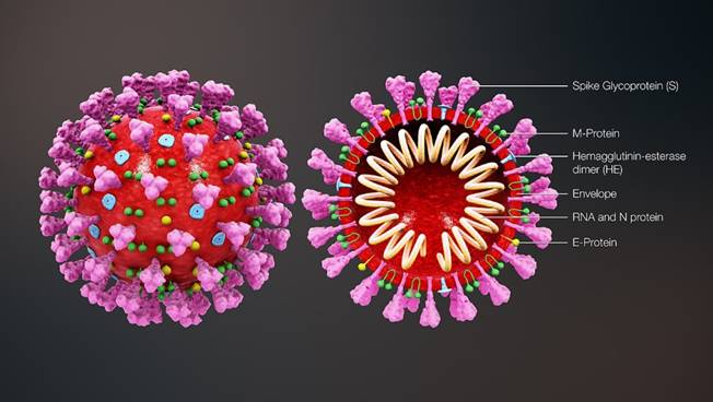 Description: Cross-sectional model of a coronavirus
