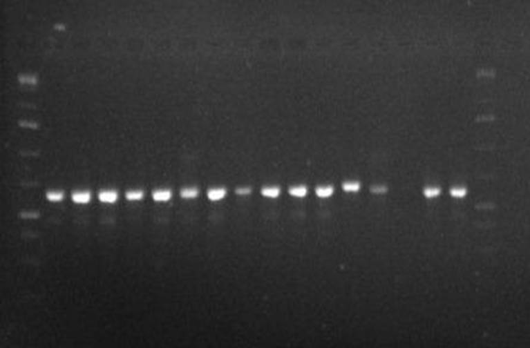Description: C:\Users\DR ODUOYE\AppData\Local\Microsoft\Windows\Temporary Internet Files\Content.Word\ODUOYE_PCR_ITS_09052017.jpg