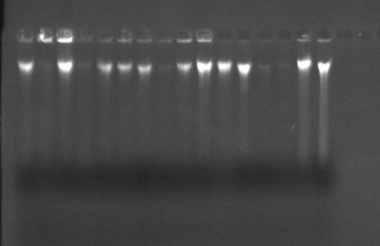 Description: C:\Users\DR ODUOYE\AppData\Local\Microsoft\Windows\Temporary Internet Files\Content.Word\Oduoye_Fungal_DNA_QC_09052017.jpg