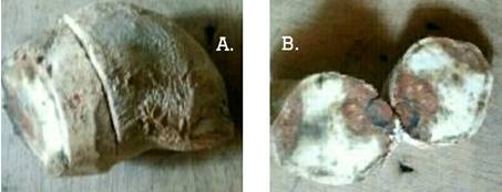 Description: Description: C:\Users\User\AppData\Local\Microsoft\Windows\INetCache\Content.Word\1559603802171.jpg